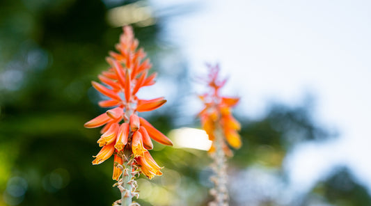 ALOE VERA FLOWER ESSENCE