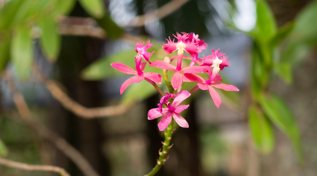 EPIDENDRUM ORCHID FLOWER ESSENCE
