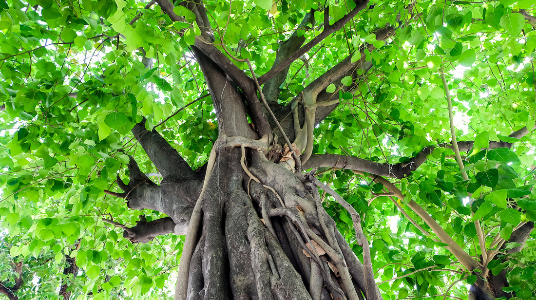 Bodhi tree LOTUSWEI flower essences