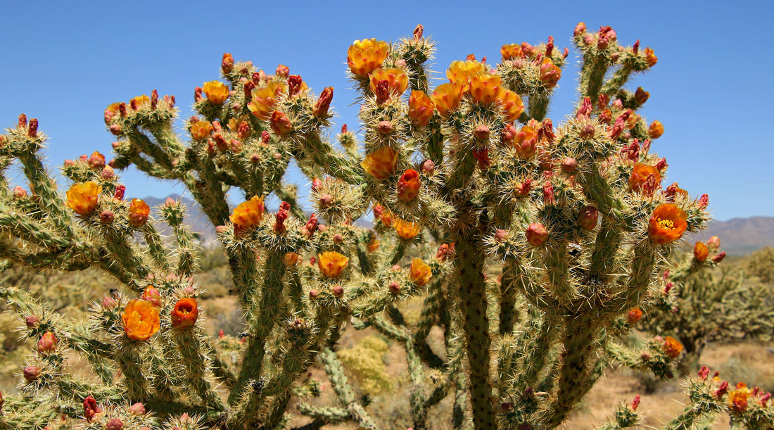 BUCKHORN CHOLLA FLOWER