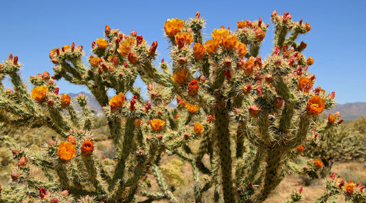 BUCKHORN CHOLLA FLOWER