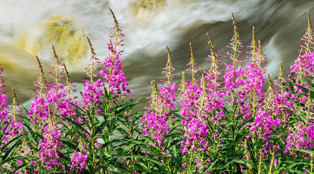 FIREWEED FLOWER ESSENCE