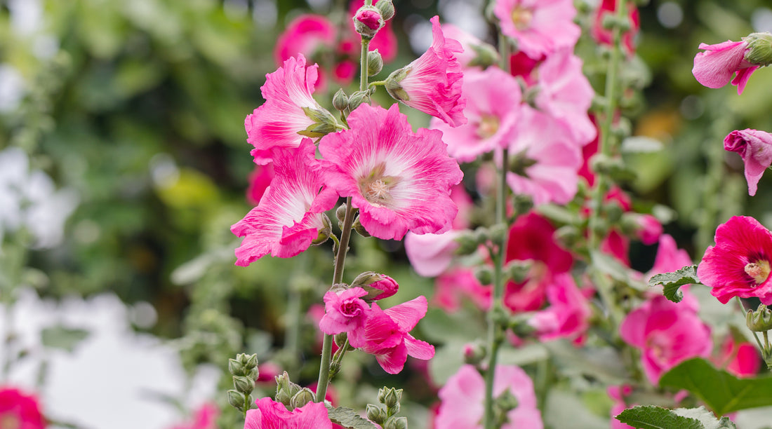 Hollyhock Stalk flower essence