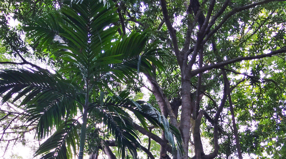 {TAIPEI + SINGAPORE} THE MAGIC OF ASIA + TROPICAL PLANTS