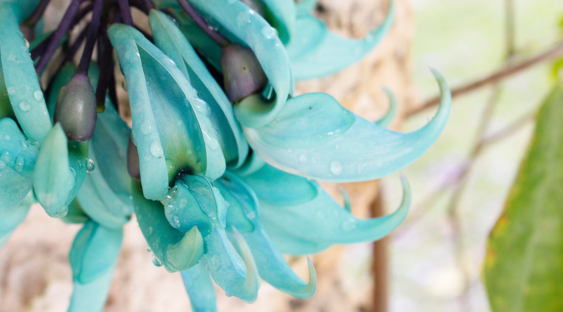 Light Blue Jade Vine