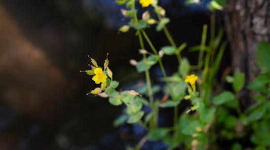 GOLDEN MONKEYFLOWER ESSENCE