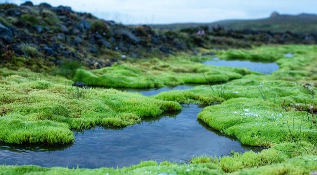 ICELANDIC MOSS ESSENCE