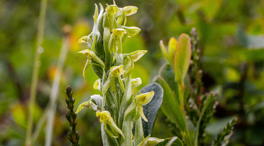 NORTHERN GREEN ORCHID FLOWER ESSENCE