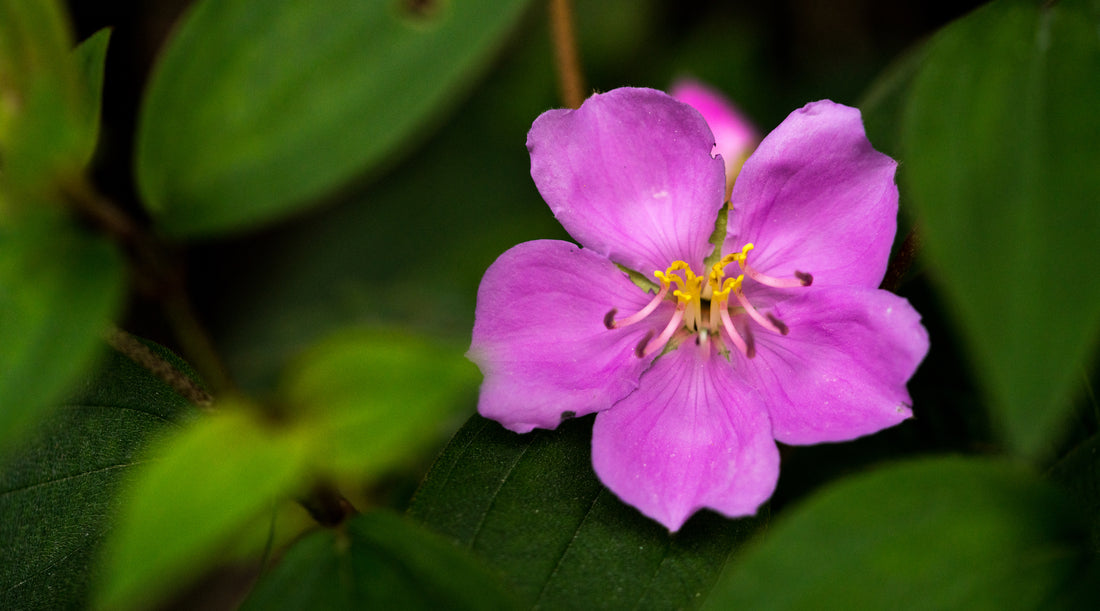 PINK MELASTOMA FLOWER ESSENCE