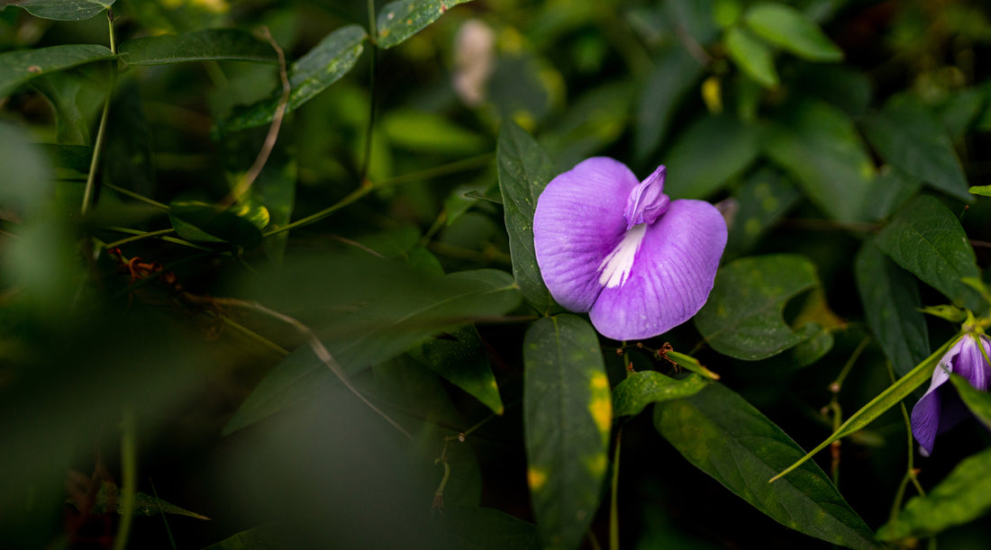 PURPLE PEA FLOWER ESSENCE