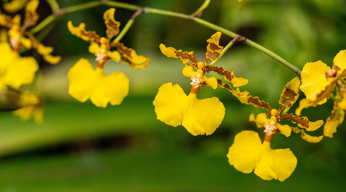 RAIN OF GOLD ORCHID FLOWER ESSENCE