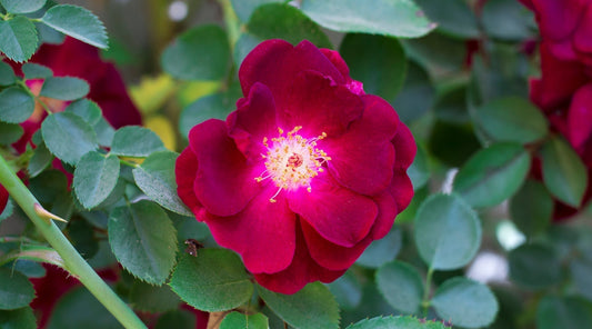 RED ROSE FLOWER ESSENCE