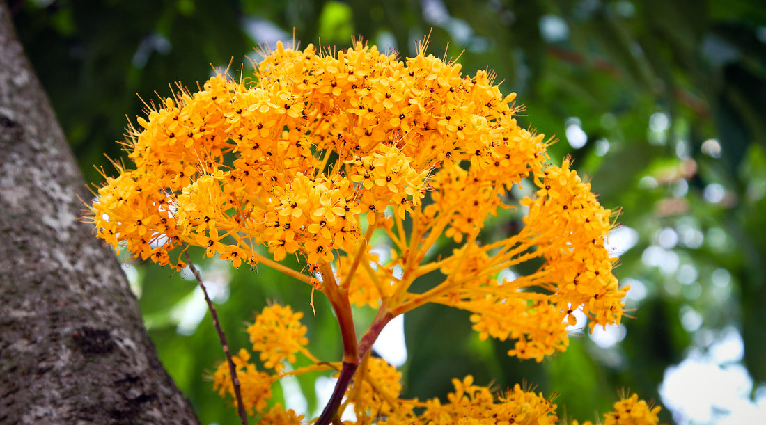 saraca LOTUSWEI flower essence naples botanical garden