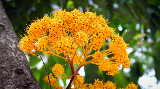 saraca LOTUSWEI flower essence naples botanical garden