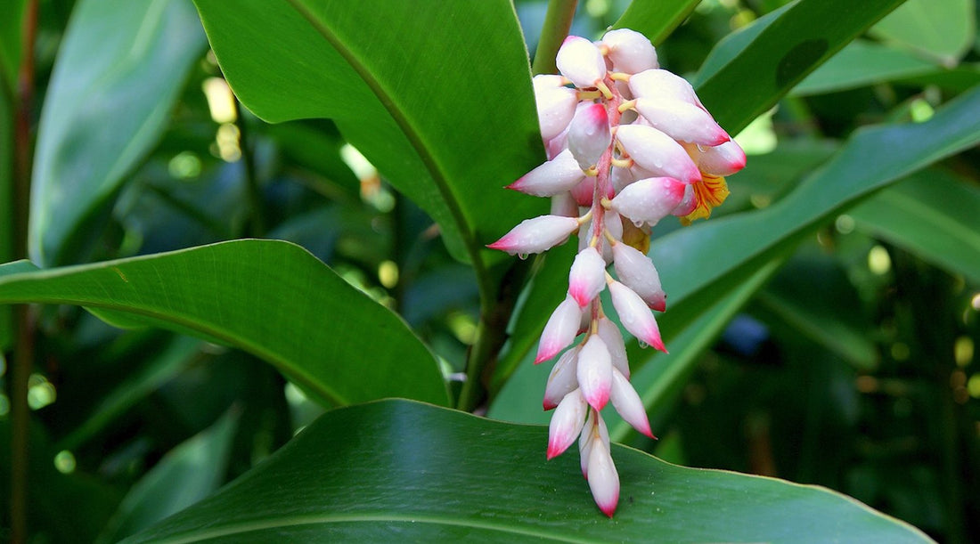 SHELL GINGER FLOWER ESSENCE