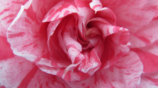SPECKLED CAMELLIA FLOWER ESSENCE