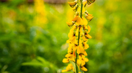 TAIWANESE WILD LILY FLOWER ESSENCE