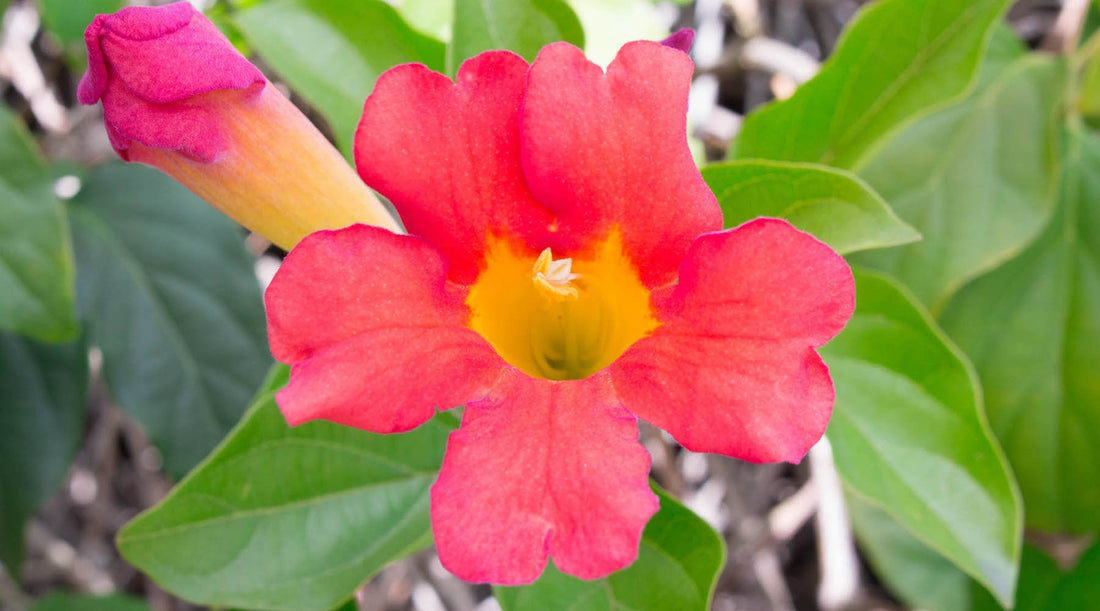 TRUMPET VINE FLOWER ESSENCE
