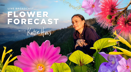 TAIL OF THE SNAKE YEAR FLOWER FORECAST