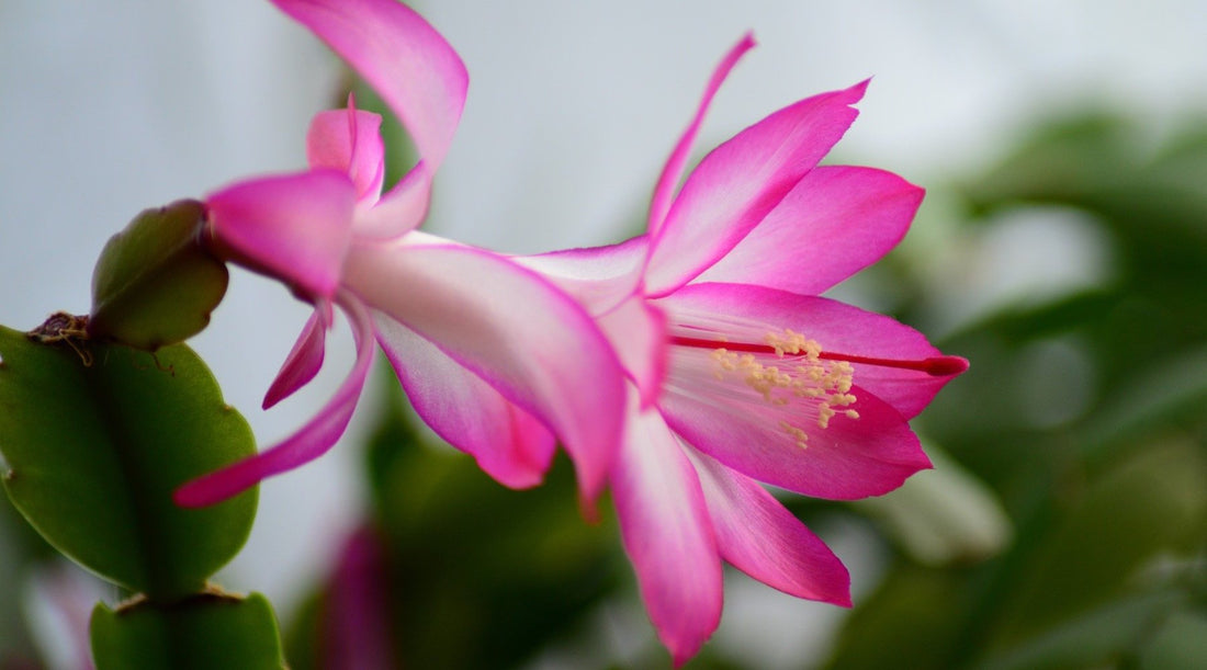 HOLIDAY CACTUS FLOWER ESSENCE