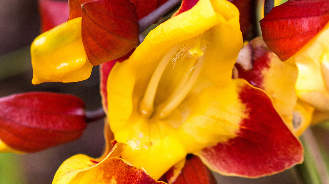 clock vine LOTUSWEI flower essence