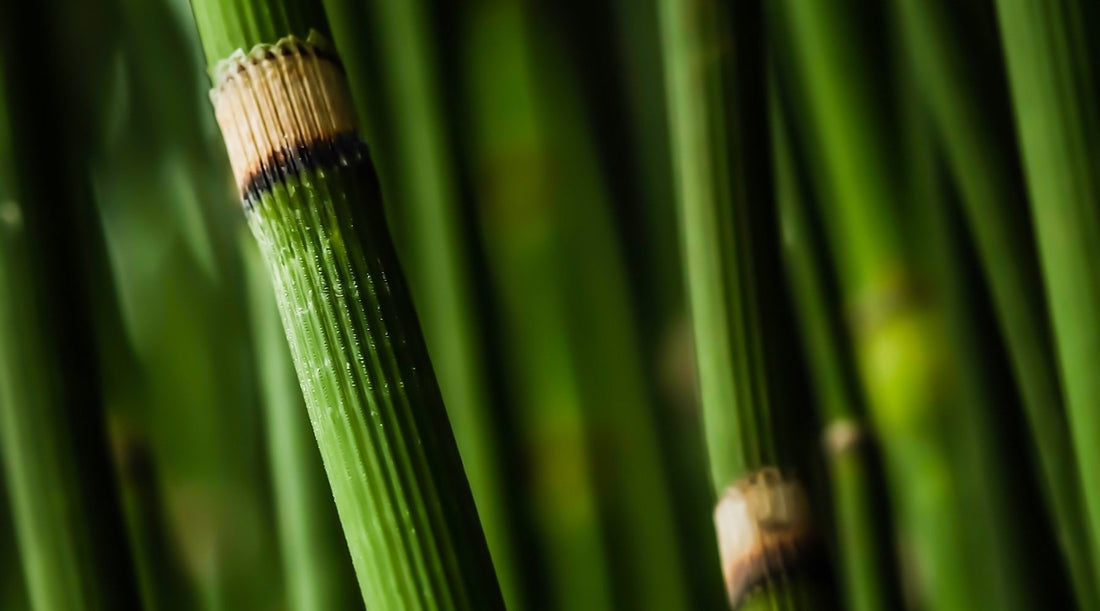 HORSETAIL BOTANICAL ESSENCE