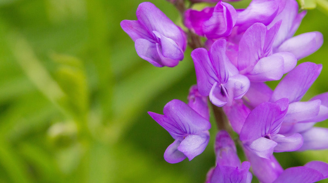 iceland vicia LOTUSWEI flower essence