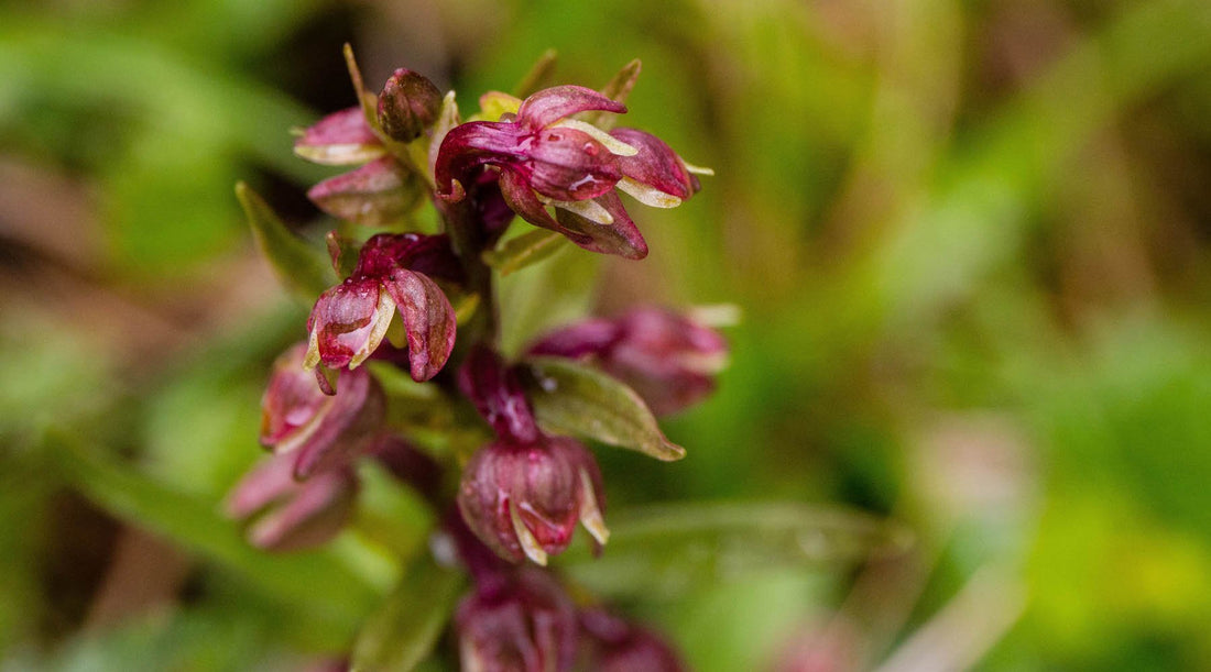 FROG ORCHID FLOWER ESSENCE