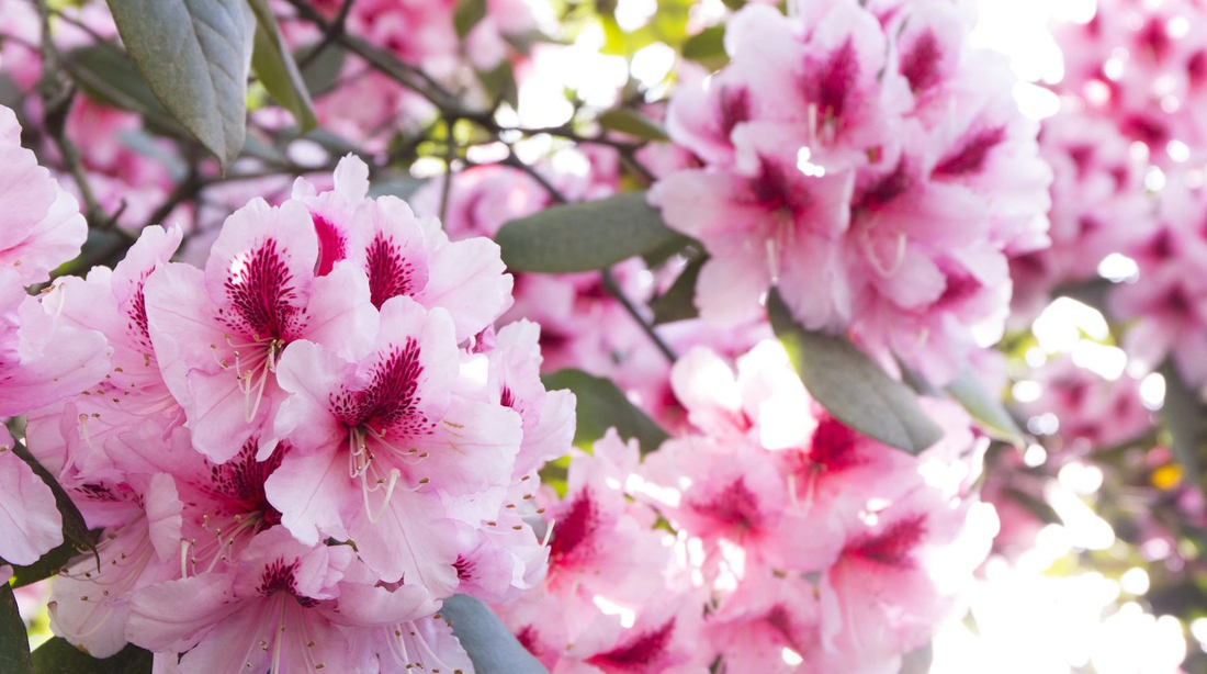 RHODODENDRON FLOWER ESSENCE