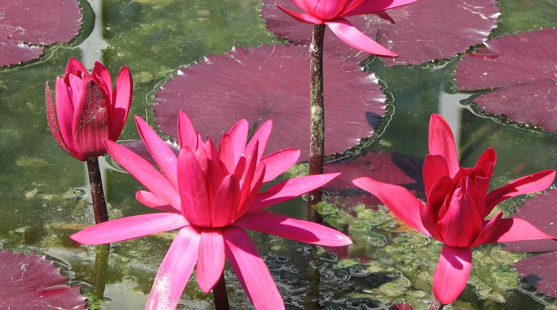red cup water lily LOTUSWEI flower essence