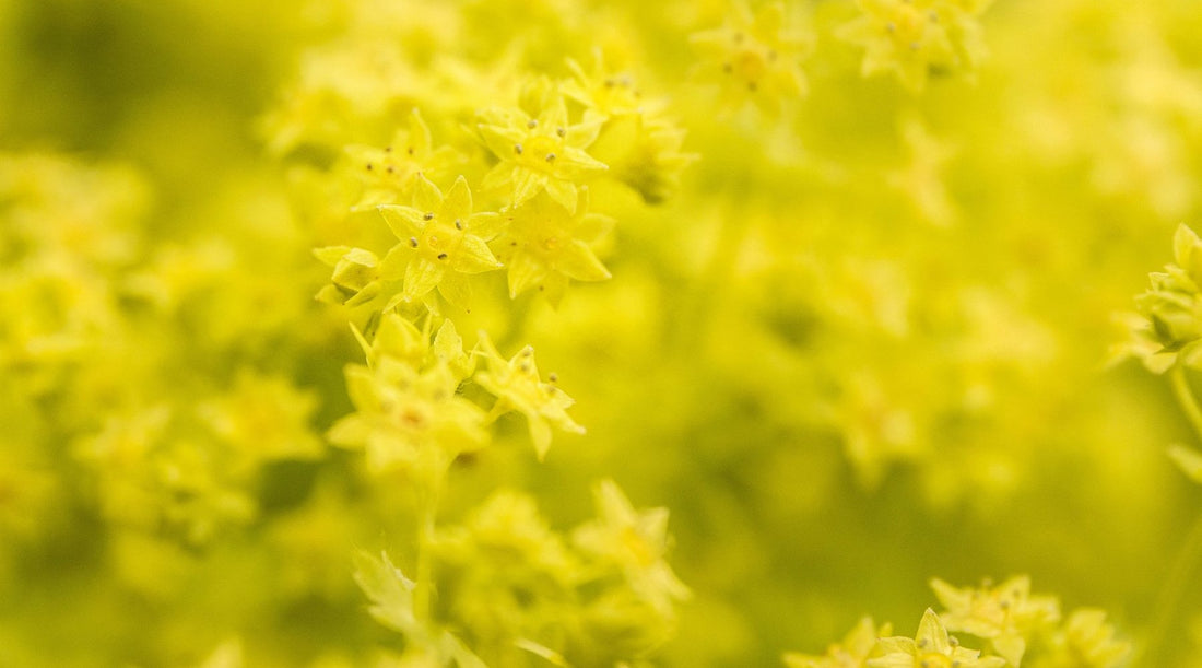 LADY'S MANTLE FLOWER ESSENCE