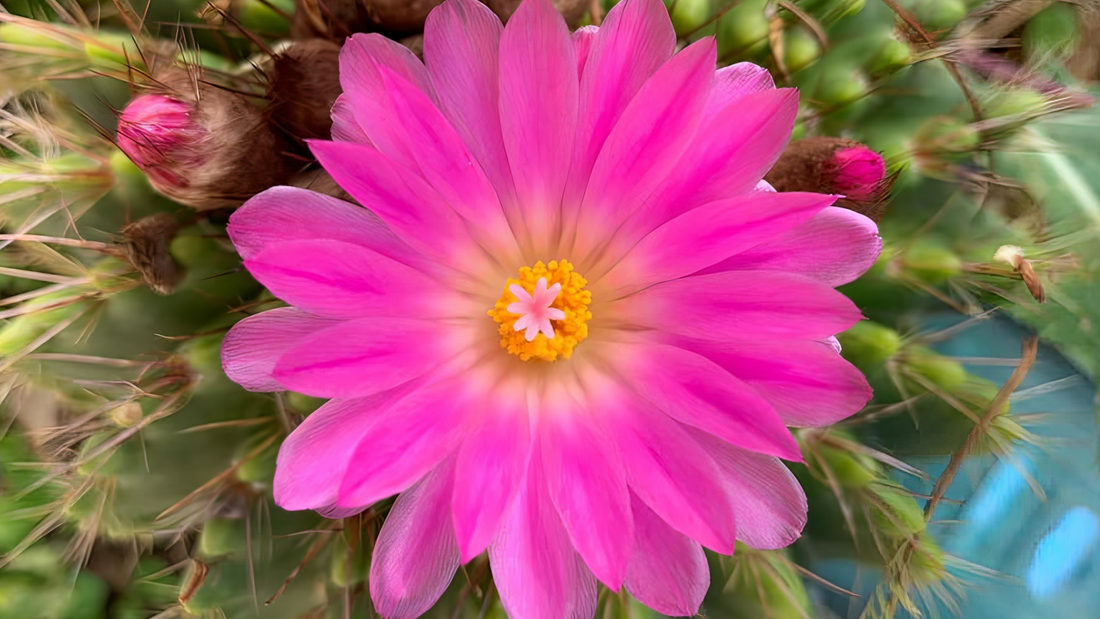 LOTUS CACTUS FLOWER ESSENCE