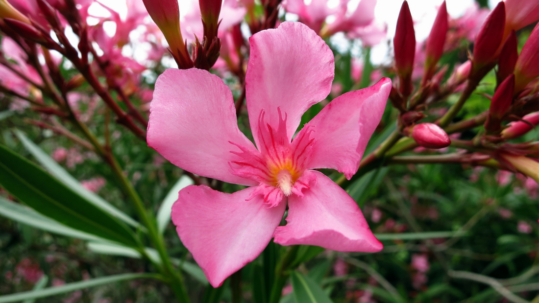 PINK OLEANDER FLOWER ESSENCE