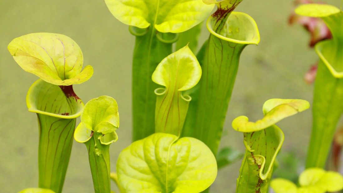 PITCHER PLANT ESSENCE