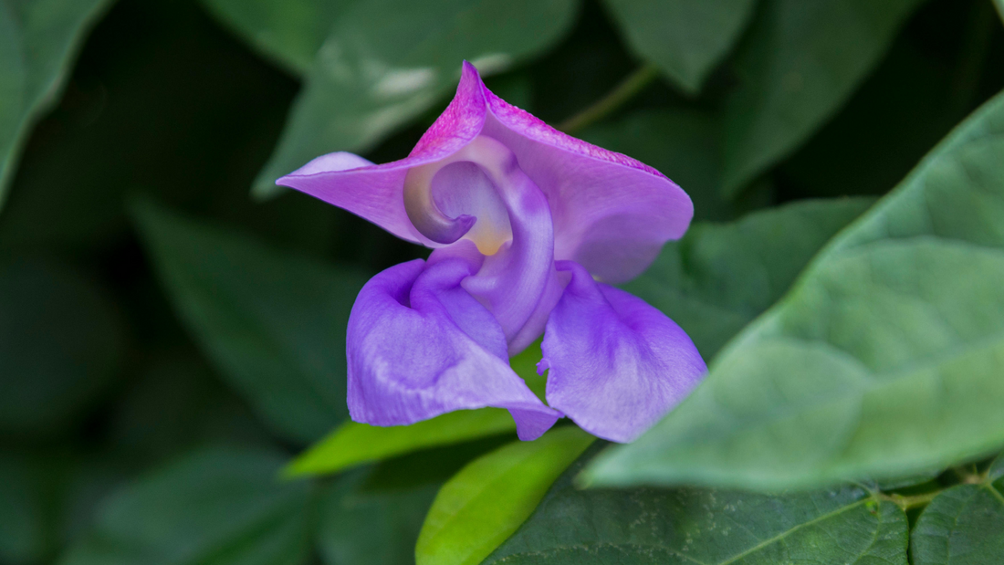 SNAIL VINE FLOWER ESSENCE