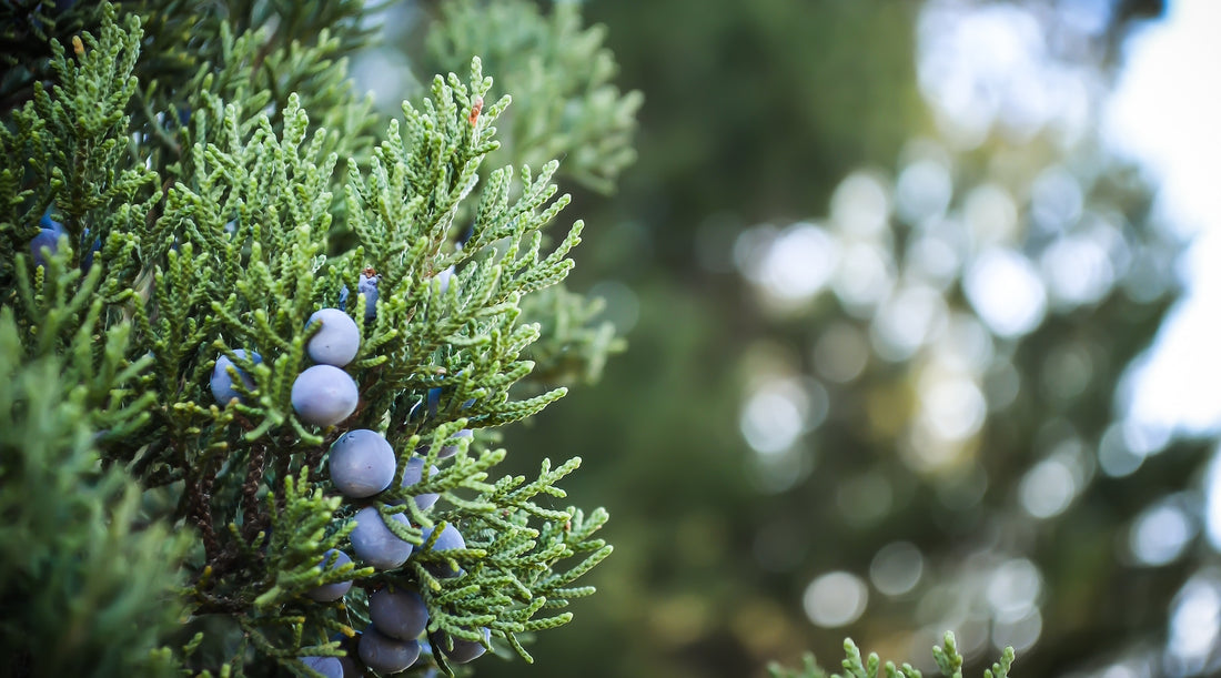 juniper lotuswei