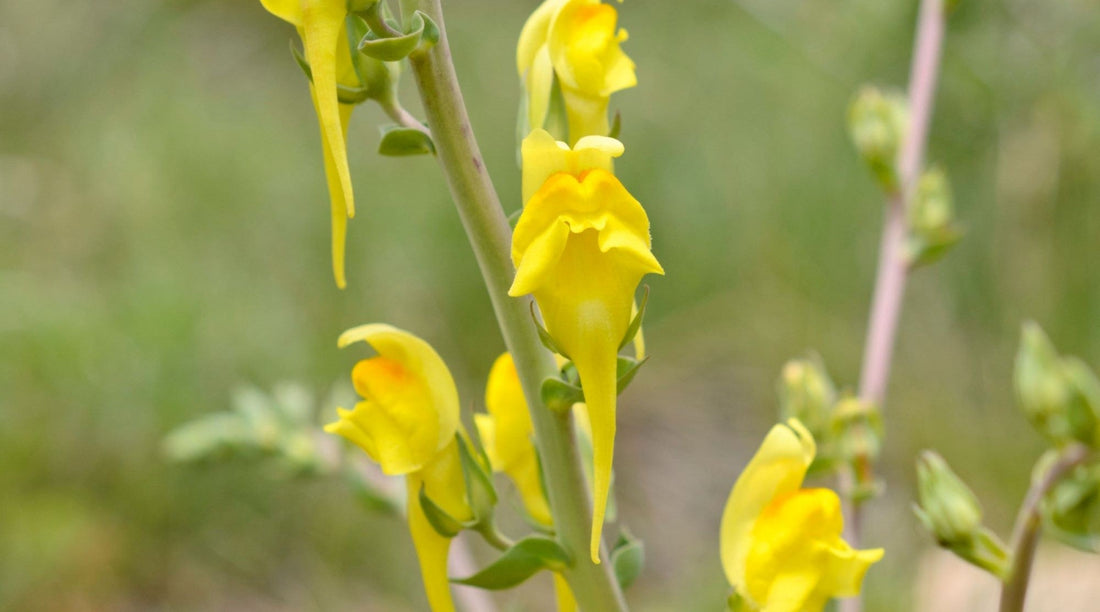 WILD SNAPDRAGON FLOWER ESSENCE