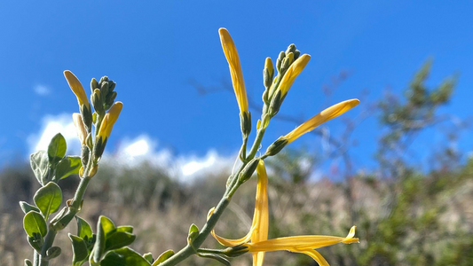 YELLOW CHUPAROSA FLOWER ESSENCE