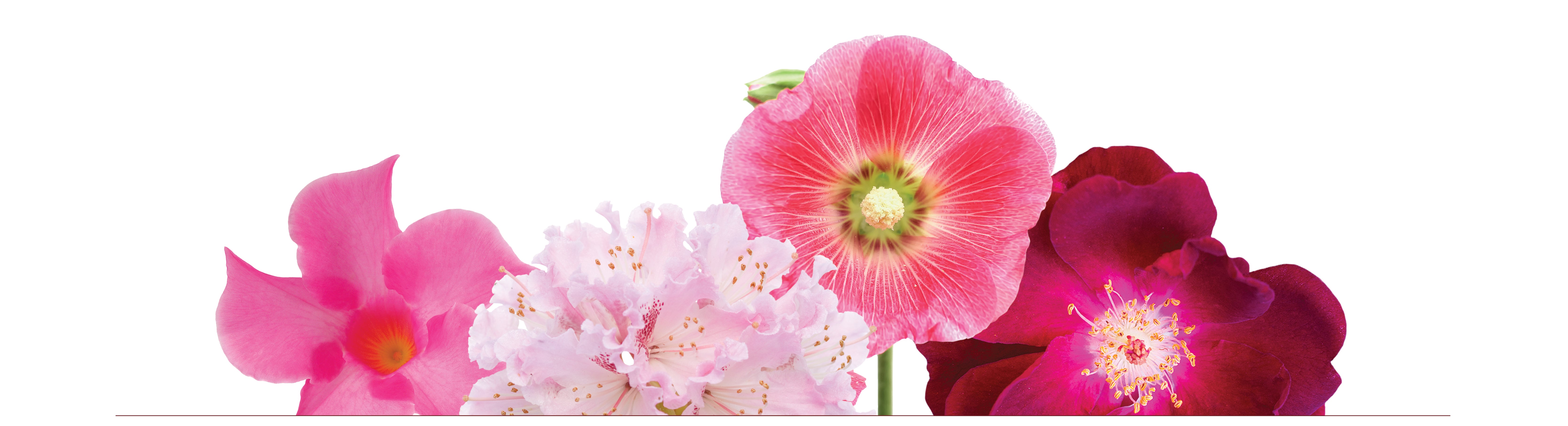 Beautiful nature with quotes for facebook cover page HD phone wallpaper |  Pxfuel, image size:6667x1813