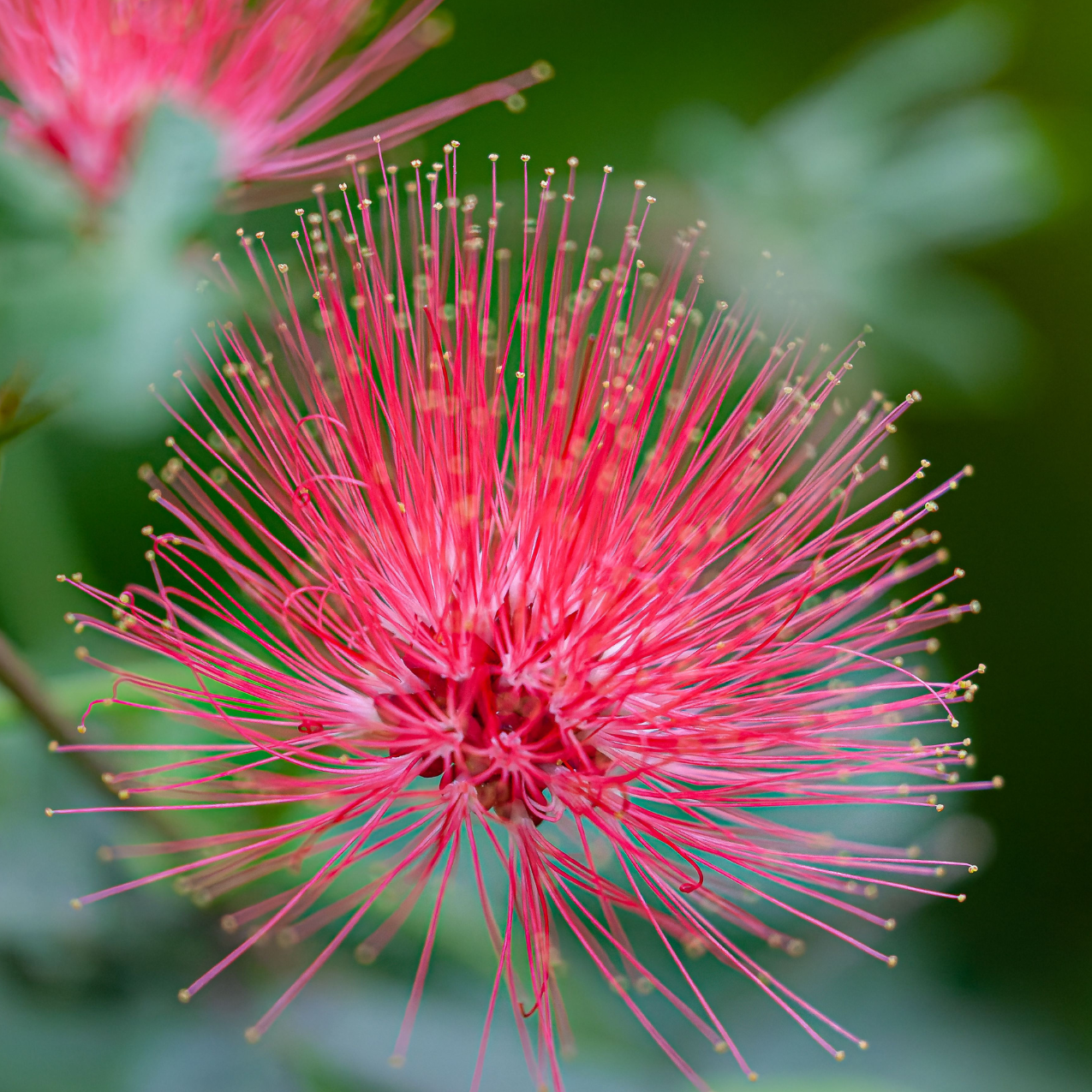 Fairy Duster Flower Elixir