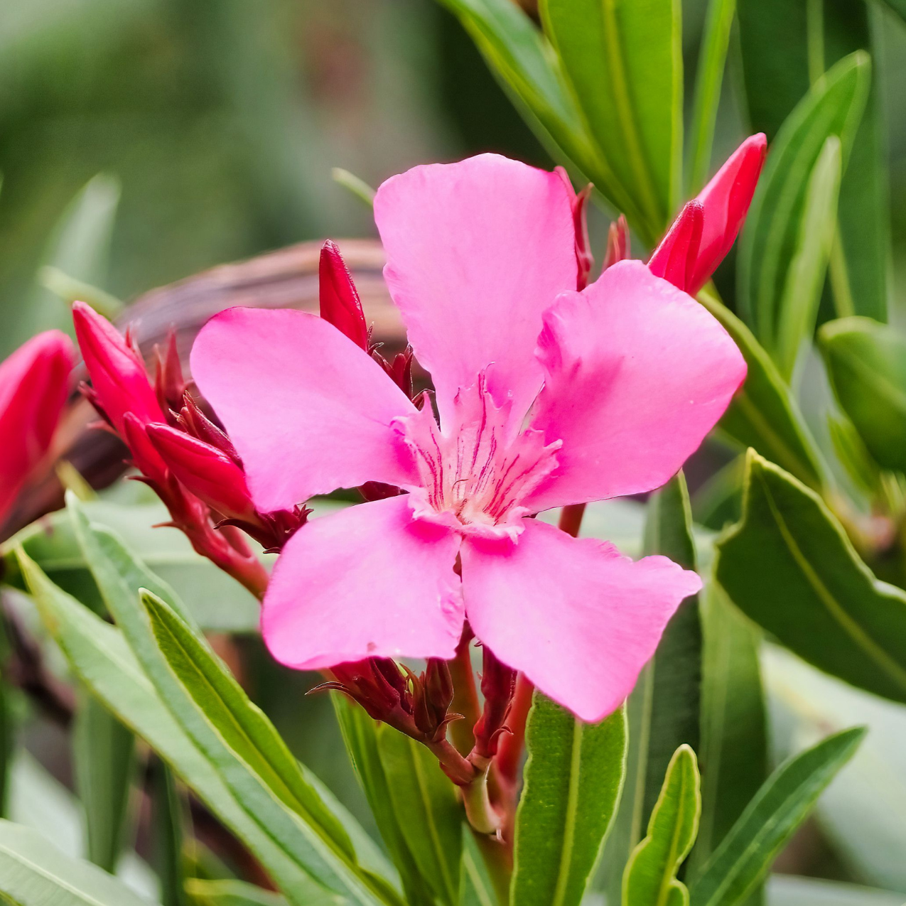 Pink Oleander Flower Elixir