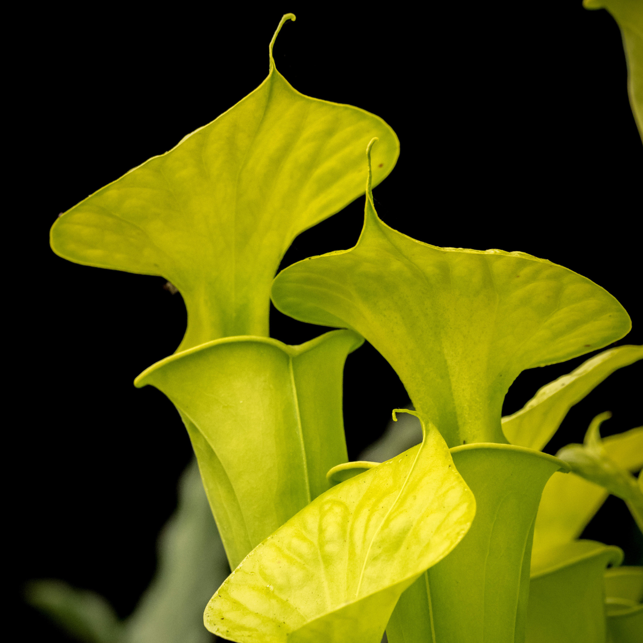 Pitcher Plant Elixir