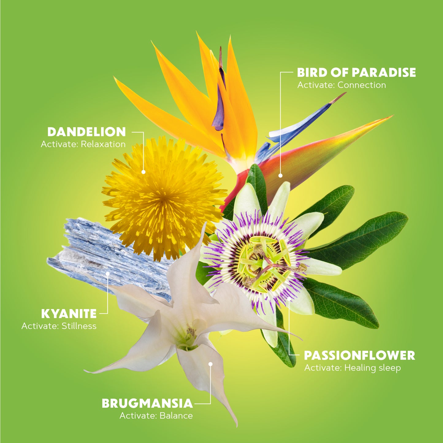 Diagram of Quiet Mind ingredients: Bird of Paradise for connection, Dandelion for relaxation, and Passionflower for healing sleep