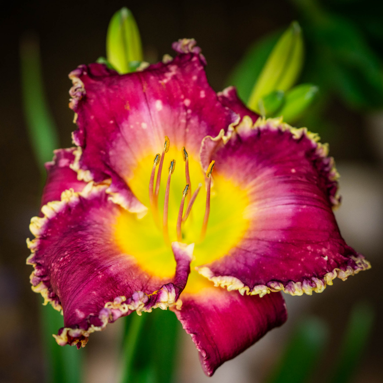 Raspberry Daylily Flower Essence Elixir