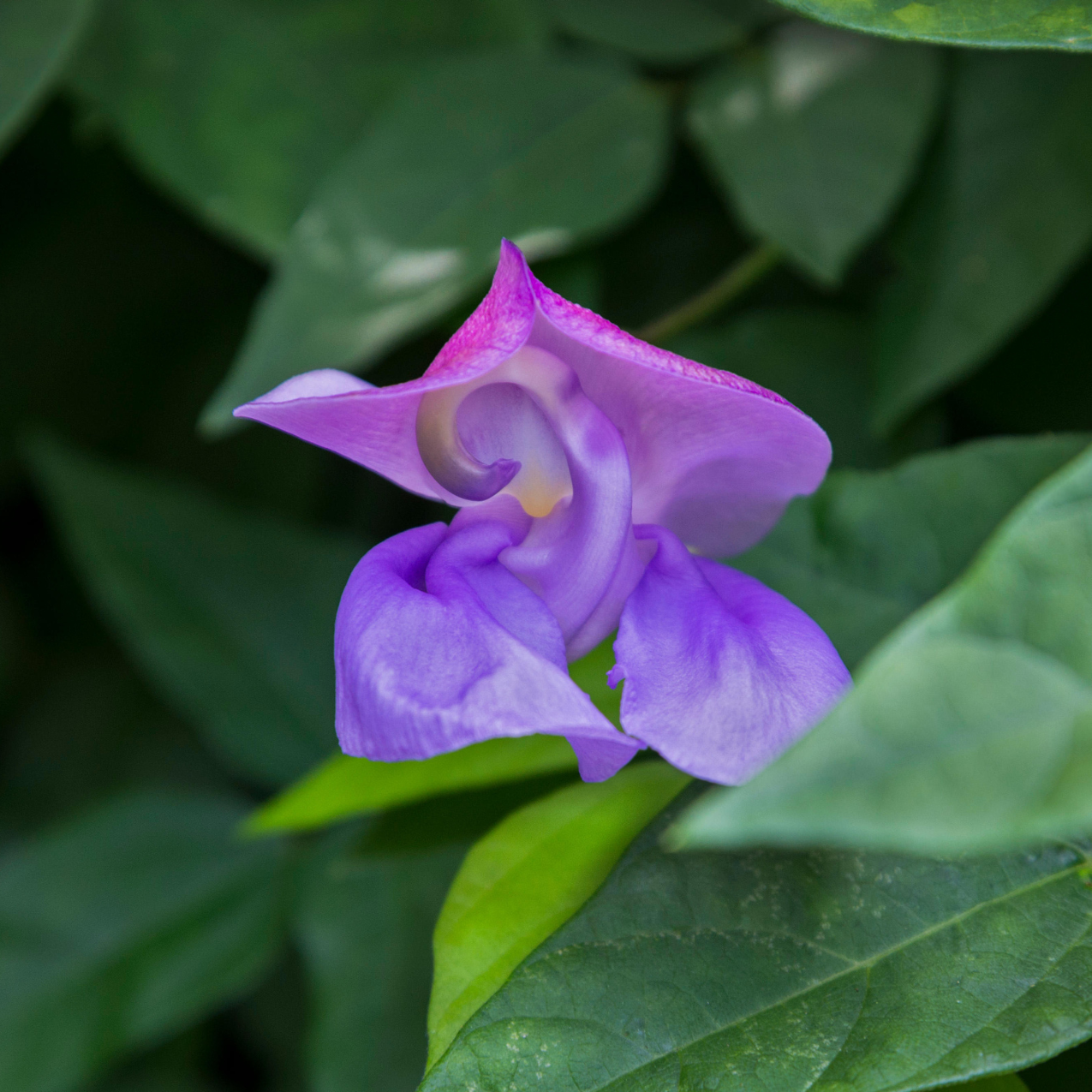 Snail Vine Flower Elixir