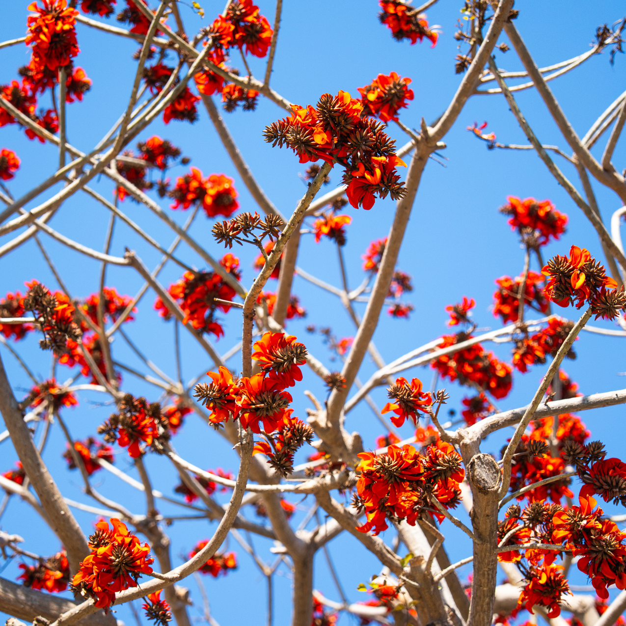 Flame Coral Tree Flower Essence Elixir