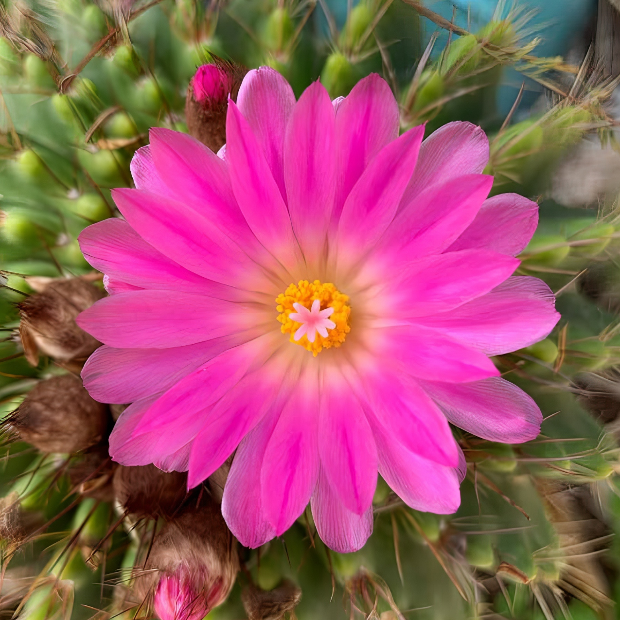 FLOWEREVOLUTION