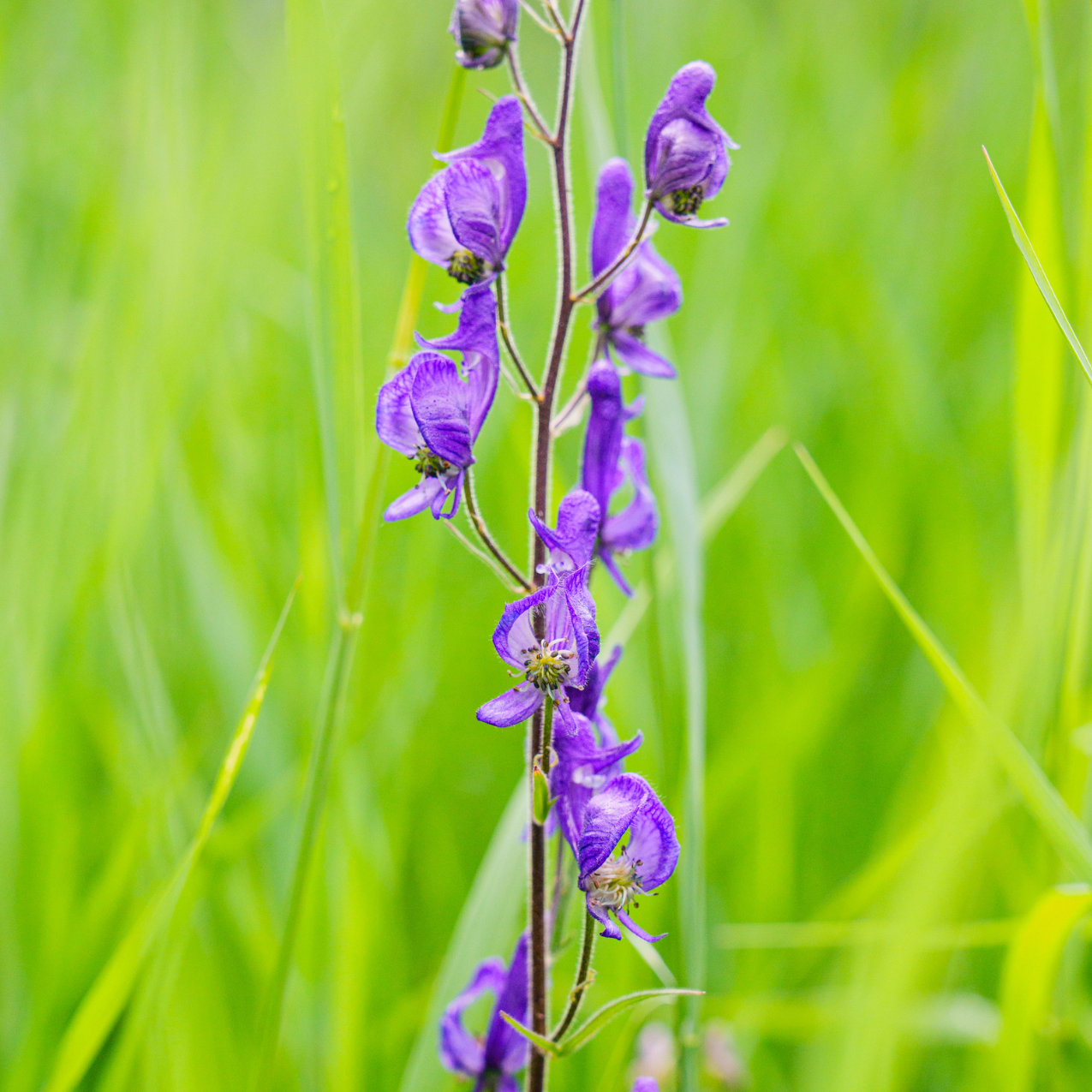 Purple Monkshood Flower Essence Elixir