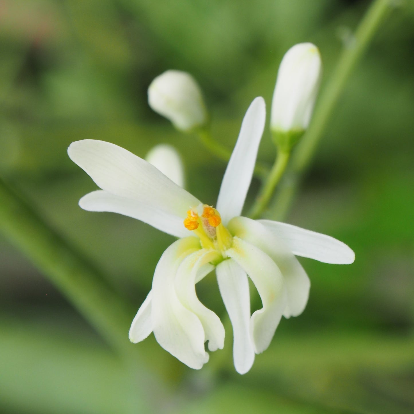 FLOWEREVOLUTION: Moringa Flower