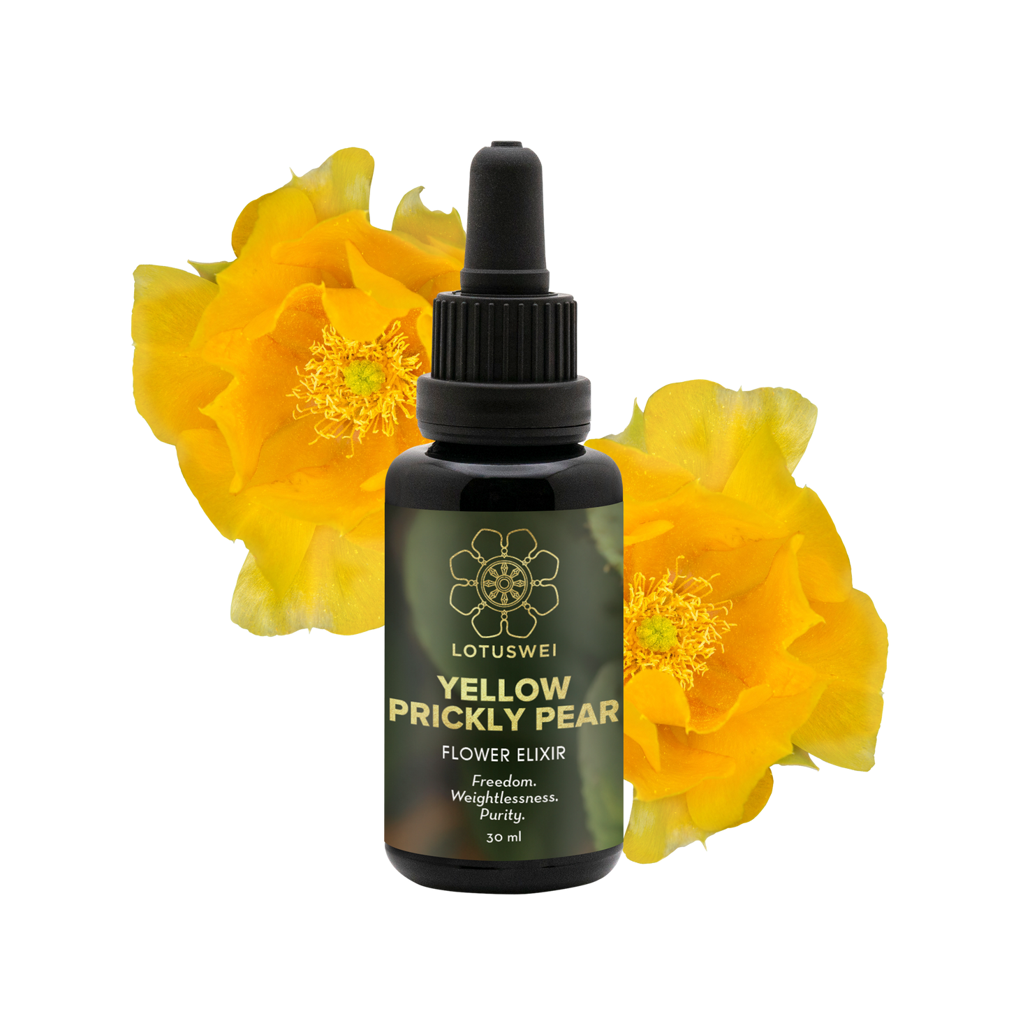 FLOWEREVOLUTION: Yellow Prickly Pear